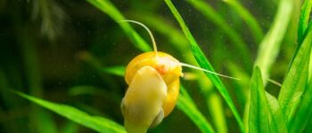 Care Guide for Mystery Snails — Entertaining and Useful Scavenger