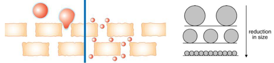 Smaller liposomes have been more effective in delivery of active cosmetic ingredients. (Advanced Drug Delivery Reviews, 2008)