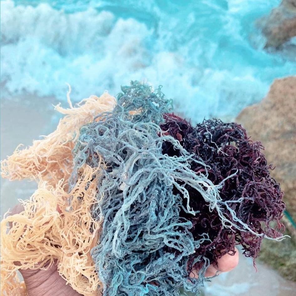 what color sea moss is the best