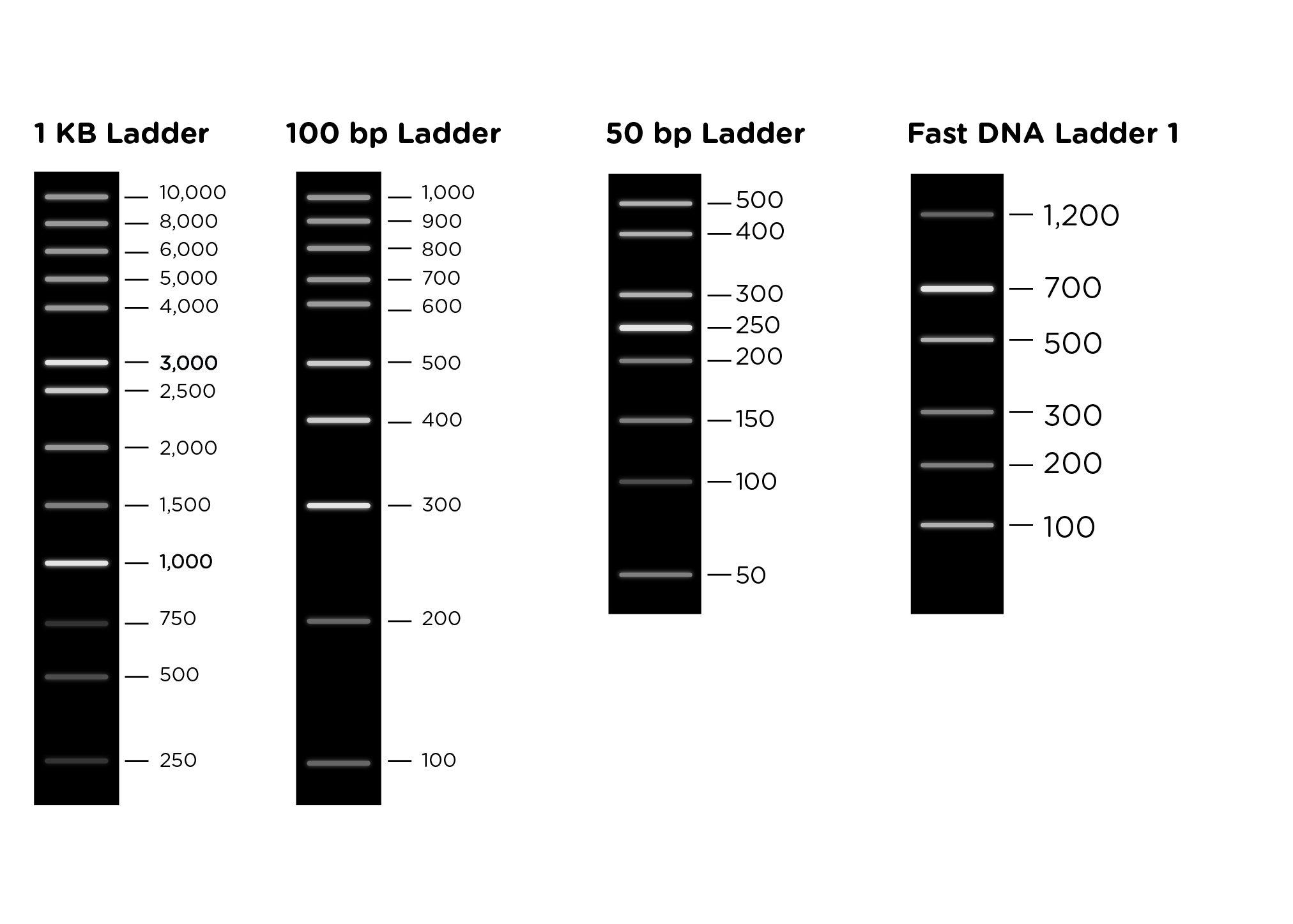 what is the purpose of the dna ladder