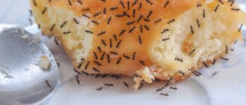 Why tiny ants have invaded your house, and what to do about it