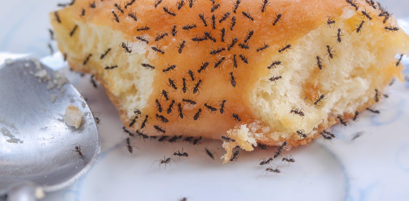 Why tiny ants have invaded your house, and what to do about it