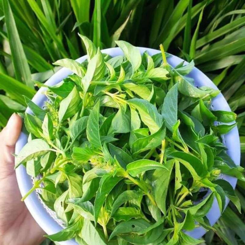 Lá é tươi xanh, một loại rau gia vị phổ biến trong ẩm thực Việt Nam