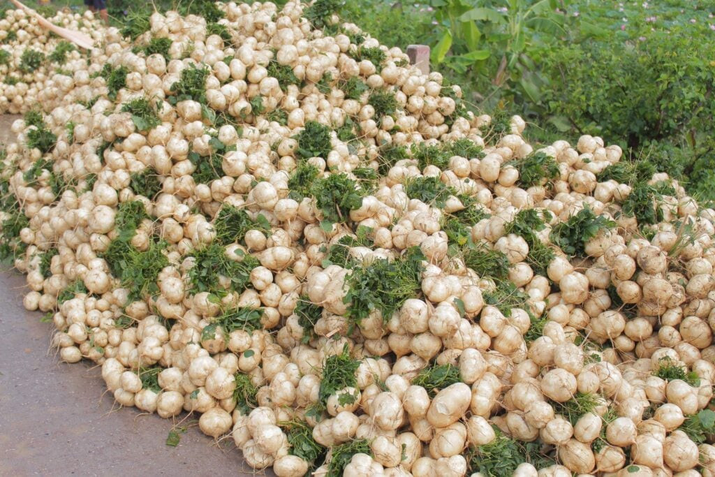 Một củ đậu tươi ngon, giàu chất dinh dưỡng
