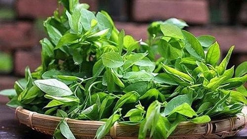 Rau ngót tươi xanh, một nguồn dinh dưỡng tiềm năng cần được sử dụng cẩn trọng trong thai kỳ